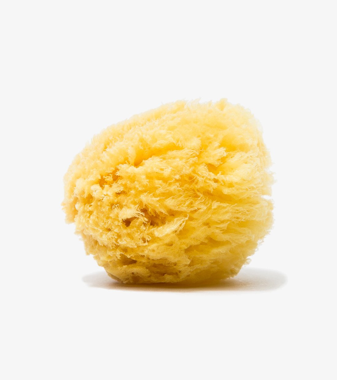 Natural Sea Sponge - Image 4